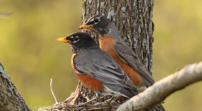 pettirosso americano che nidifica con i pulcini