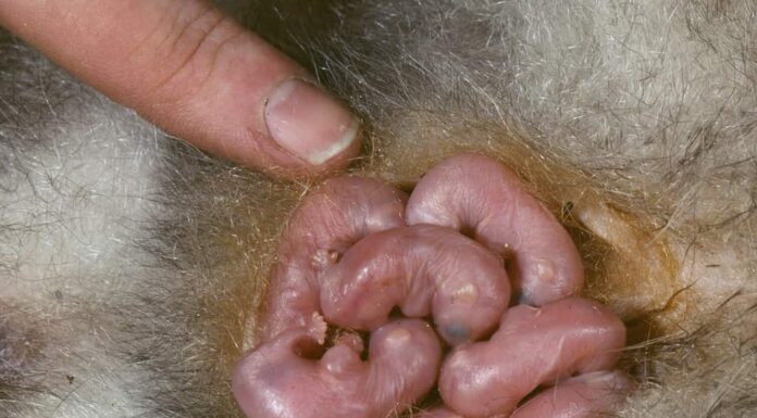 Baby Opossum nella sacca della madre (Didelphis marsupialis