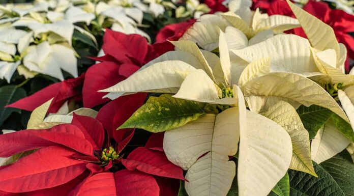 Stella di Natale rossa e bianca in serra