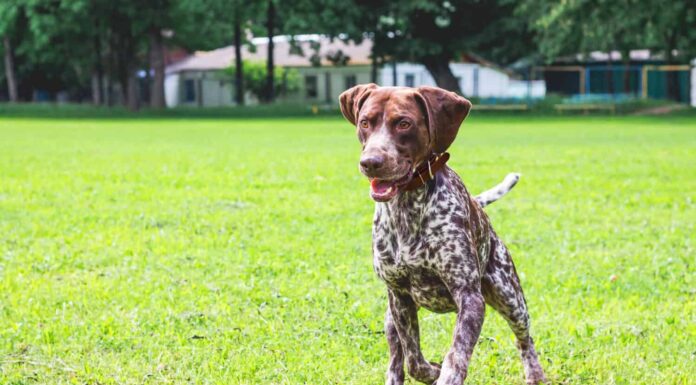Il cane puntatore tedesco a pelo corto corre su un campo verde.  Un cane con una bella espressione del viso