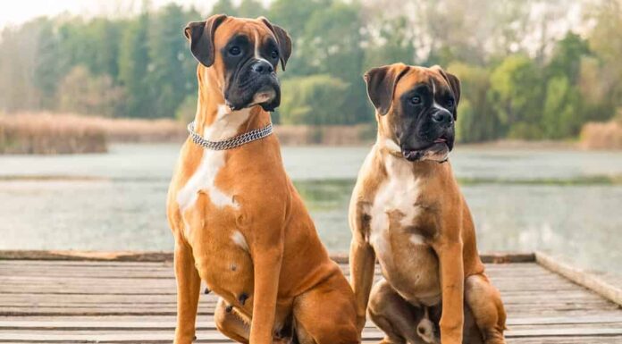 Ritratto di due pugili molto intelligenti e giocosi