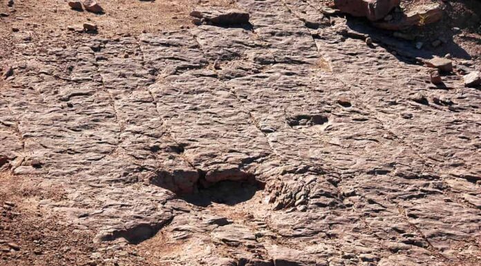 Impronte di dinosauro Copper Ridge Dinosaur Trackway