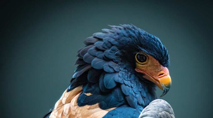 Bateleur Eagle mostra le sue piume colorate per la fotocamera.