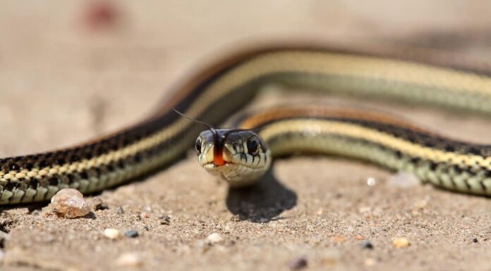 Bambino serpente giarrettiera su una strada del Saskatchewan