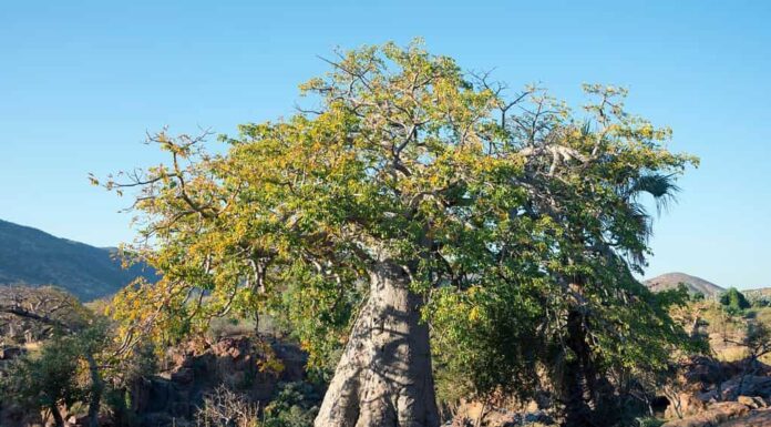 Baobab (Adansonia digitata) albero, Kaokoveld, Namibia