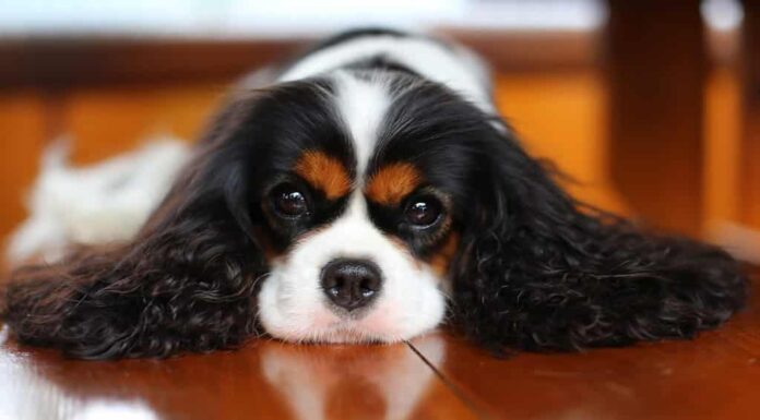 Il Cavalier King Charles Spaniel è incline all'obesità.
