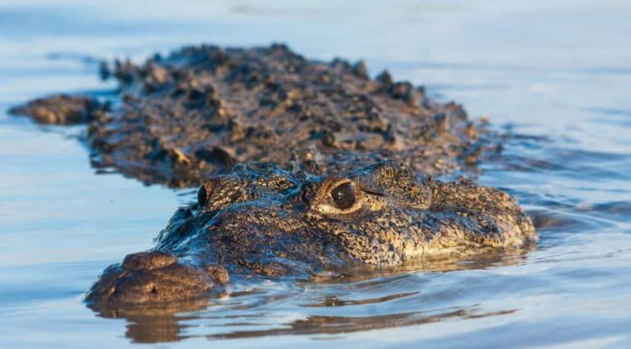 Coccodrillo americano (Crocodylus acutus)