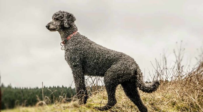 Barboncino nero che guarda attraverso i campi