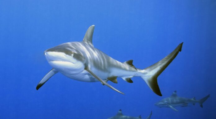 un grande squalo grigio del reef che mostra la bocca e i denti.  Sullo sfondo ci sono tre squali pinna nera del reef