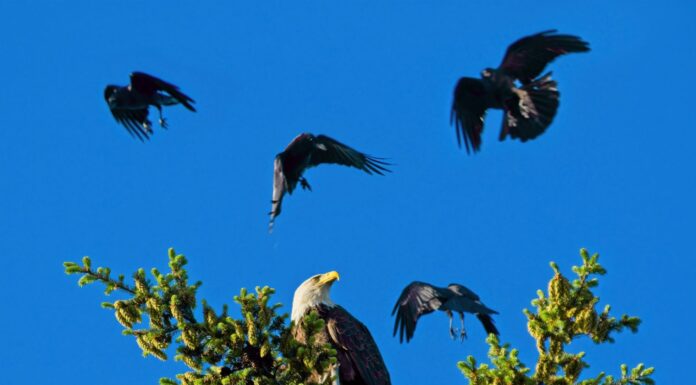 L'aquila calva appollaiata sulla cima dell'albero viene assalita da alcuni corvi.  I corvi sono sfocati in base al movimento