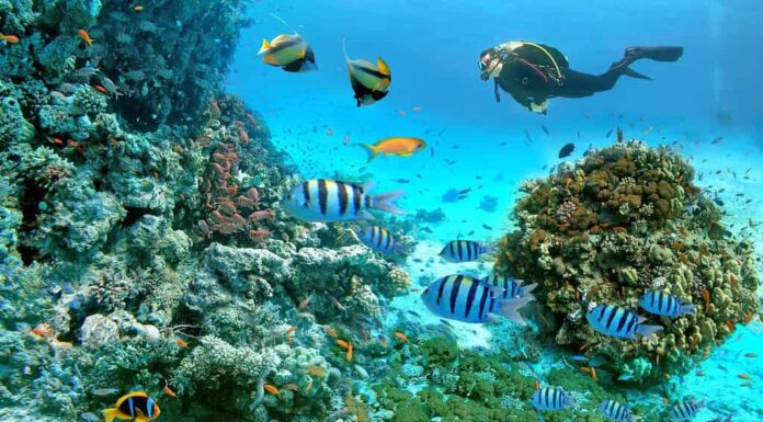 Scena subacquea con pesci esotici con un subacqueo e barriera corallina del Mar Rosso, pesci pagliaccio, pesci bandiera, pesci sergente maggiore, pesci rossi e altra vita marina vicino a Hurghada, Egitto