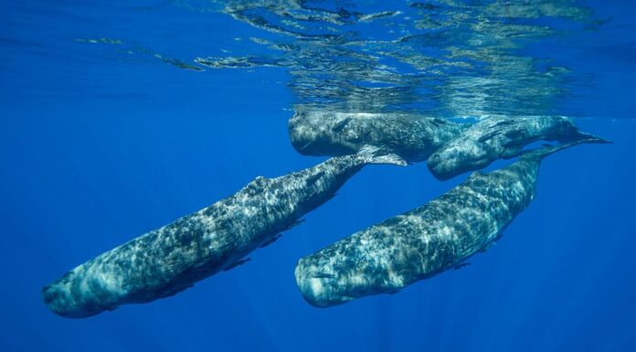 Pod di capodogli in un gruppo sociale, Oceano Indiano, Mauritius.