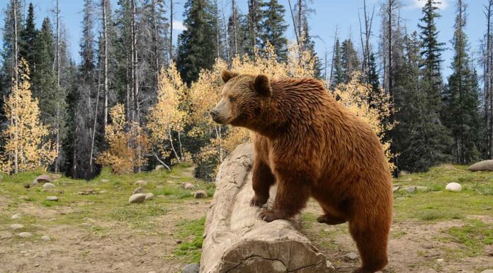 Orso grizzly che si arrampica su un tronco in legno autunnale nel Montana
