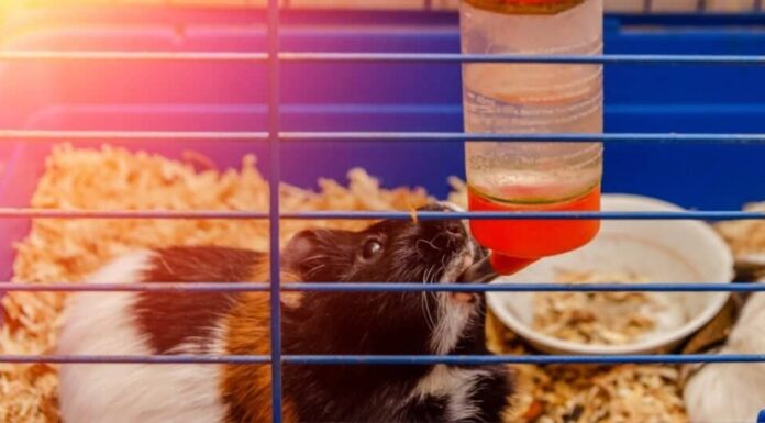 Temperatura della cavia