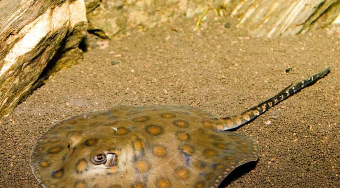 Stingray maculato della California (Urolophus halleri) in acquario