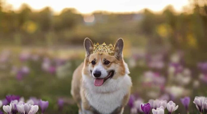 cane con una corona d'oro cammina attraverso un prato primaverile fiorito di bucaneve viola