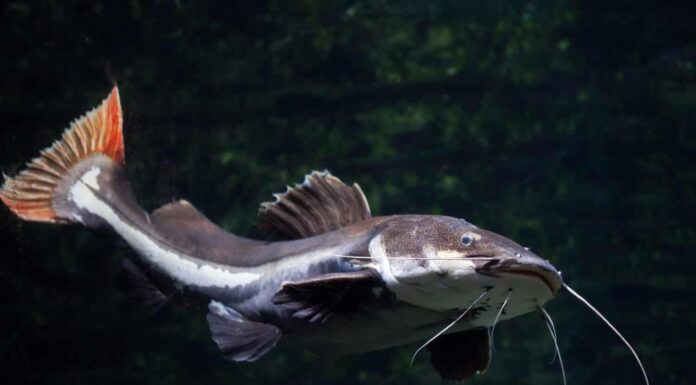 Cosa sono i pesci gatto pezzati e quanto sono rari?
