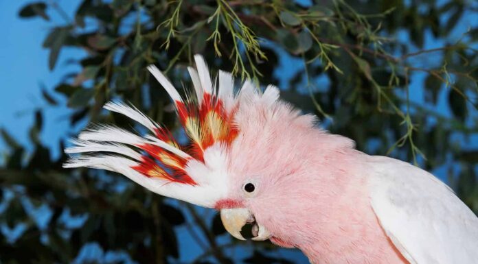 CACATUA ROSA O CACATUA DI MAGGIORE MITCHELL cacatua leadbeateri, ADULTO, PRIMO PIANO DELLA TESTA  