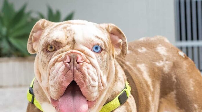 Ritratto di un bulldog inglese con eterocromia, merle.