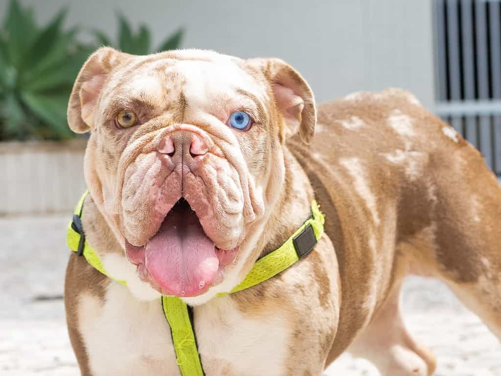 Ritratto di un bulldog inglese con eterocromia, merle.