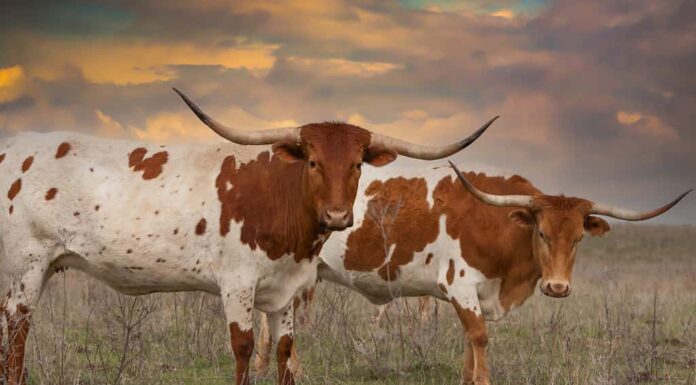 Bovini longhorn del Texas in un pascolo nel panhandle dell'Oklahoma.