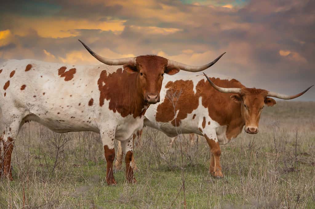 Bovini longhorn del Texas in un pascolo nel panhandle dell'Oklahoma.