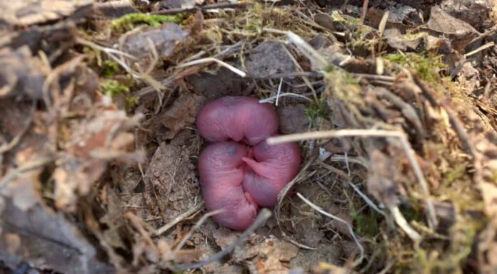 Ratti neonati in un nido