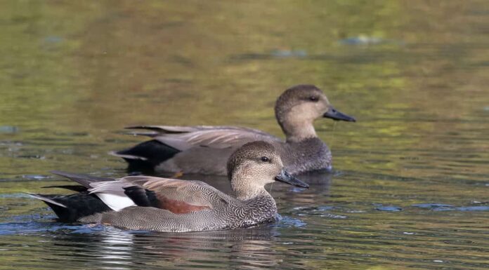 Coppia di anatre canapiglia che nuotano