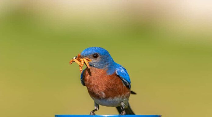 Un maschio di uccello azzurro orientale (Sialia sialis) raccoglie i vermi della farina, da un alimentatore, per i suoi piccoli.