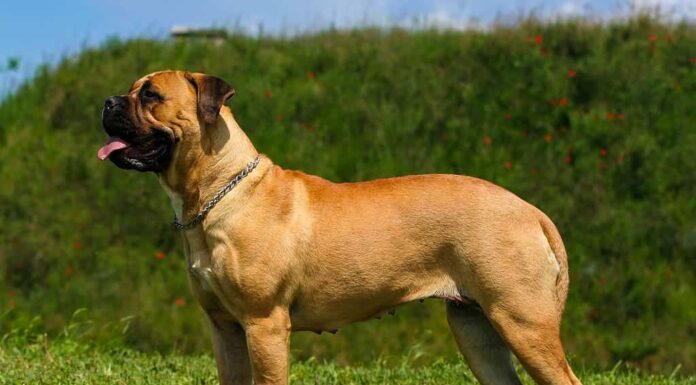Bullmastiff