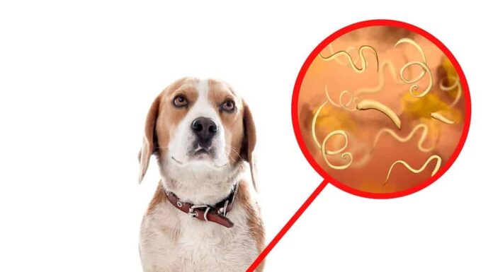 Cane carino e illustrazione di elminti al microscopio su sfondo bianco.  Parassiti negli animali