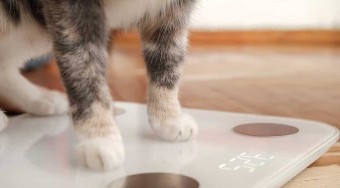 Le zampe di gatto poggiano su bilance intelligenti che effettuano analisi di impedenza bioelettrica, BIA e misurazione del grasso corporeo.  Animali domestici curiosi.