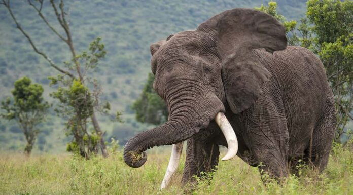 Inseguendo l'elefante nel Masai Mara