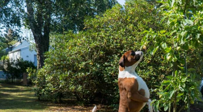 boxer sulle zampe posteriori