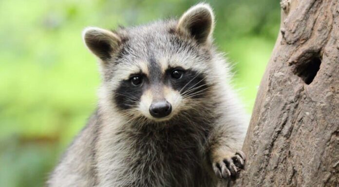 procione sull'albero