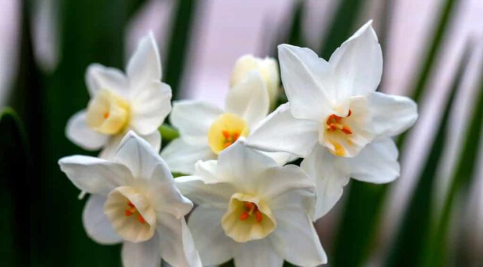 Narciso bianco Paperwhite Ziva (Narcissus poeticus) in giardino