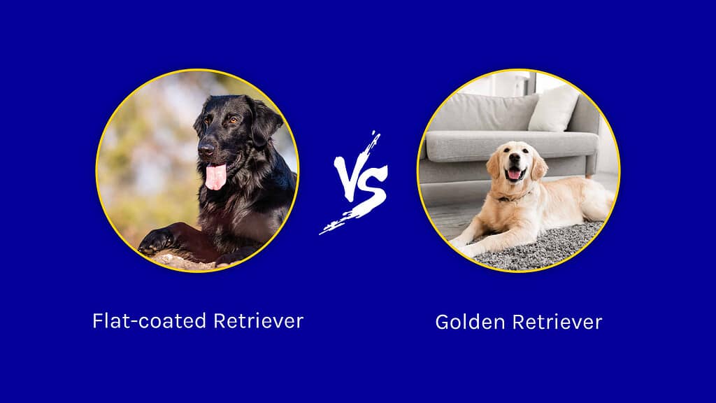 Flat-Coated Retriever vs Golden Retriever: spiegazione di 5 differenze chiave