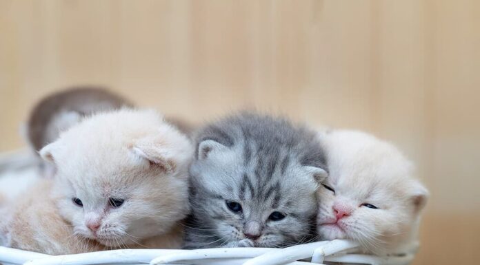 Gattini neonati British Shorthair su sfondo chiaro