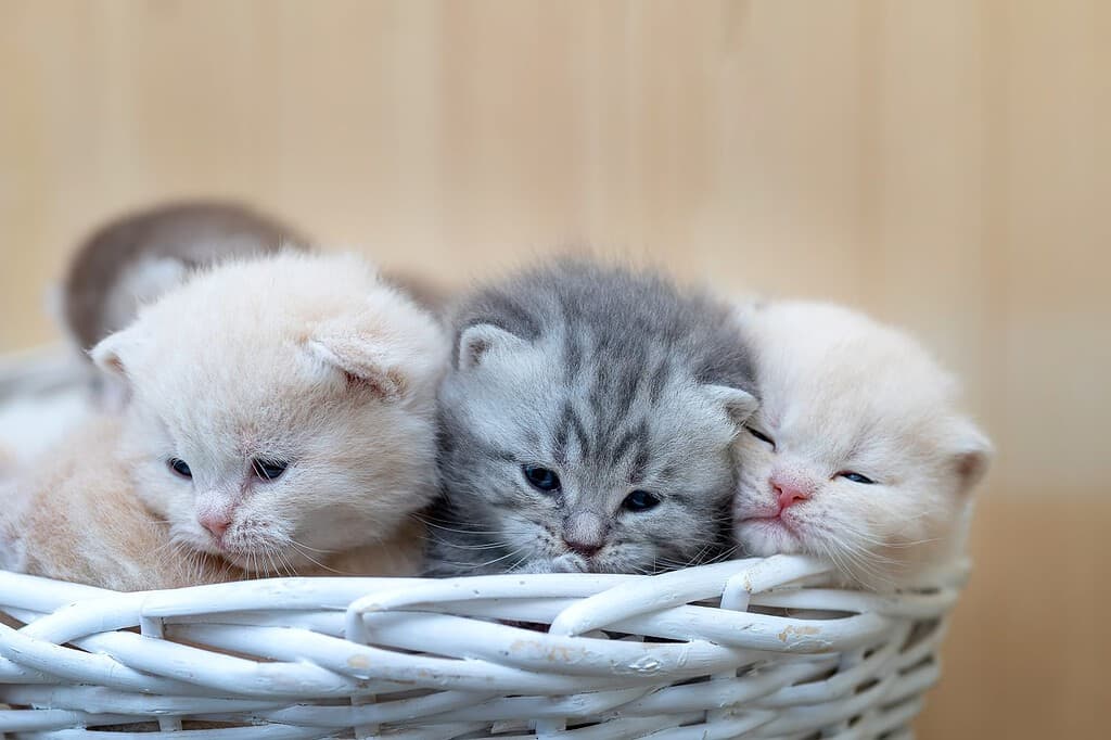 Gattini neonati British Shorthair su sfondo chiaro