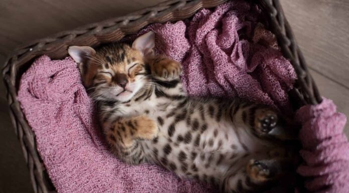Il simpatico gattino del Bengala dorme in un cesto di vimini sulla schiena con le zampe alzate