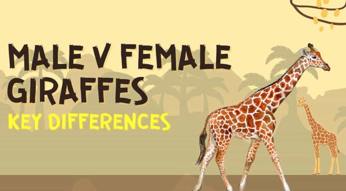 Giraffe maschi e femmine: # Differenze chiave