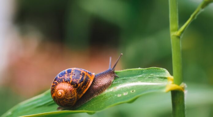 Grande lumaca in guscio che striscia sull'erba o sulla canna di mais, giornata estiva in giardino.  La lumaca di Borgogna, lumaca commestibile o lumaca, è una specie di lumaca terrestre grande, commestibile, che respira aria, un polmonato terrestre 