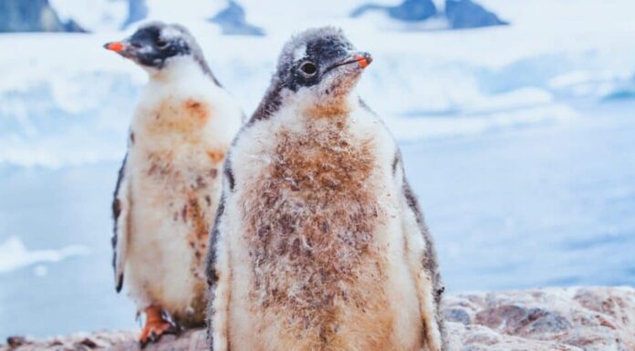 Gli impavidi animali antartici si avvicinano con curiosità ai ricercatori per salutarli!
