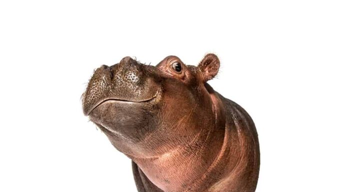 Vitello ippopotamo, 3 mesi, isolato, Hippopotamus amphibius