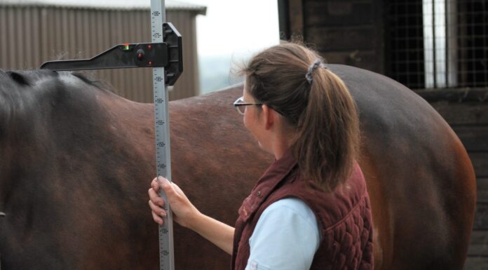 L'altezza dei cavalli viene misurata con un metro equestre.  Equino  