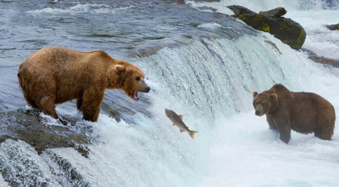 Orsi grizzly che pescano nel fiume Brooks