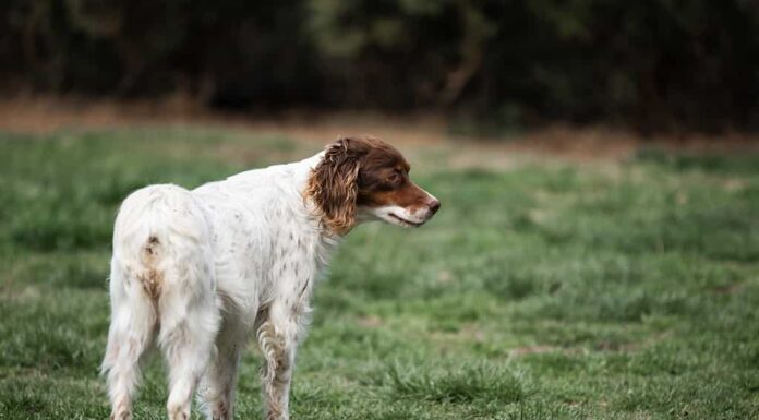 Cane colorato salvato nel cortile