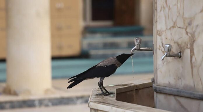 Corvo nero che beve dal rubinetto.