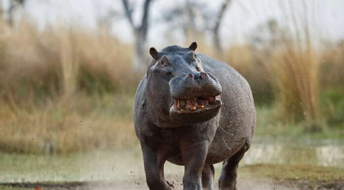 Maschio aggressivo dell'ippopotamo che attacca l'auto.  Enorme maschio di ippopotamo che intimidisce l'avversario.  Animale selvatico nell'habitat naturale.  Fauna selvatica africana.  Questa è l'Africa.  Ippopotamo anfibio.