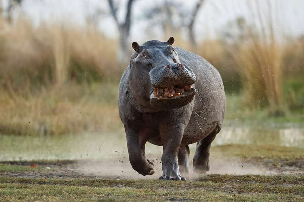 Maschio aggressivo dell'ippopotamo che attacca l'auto.  Enorme maschio di ippopotamo che intimidisce l'avversario.  Animale selvatico nell'habitat naturale.  Fauna selvatica africana.  Questa è l'Africa.  Ippopotamo anfibio.